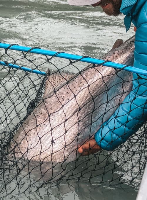 Alaska Fishing Kenai River Charters