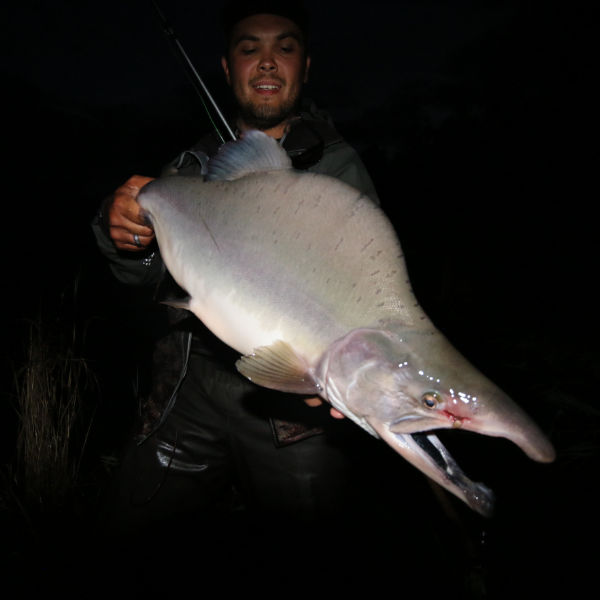 Alaska Fishing Pink Salmon Kenai River Guide Service Kenai Drift Anglers