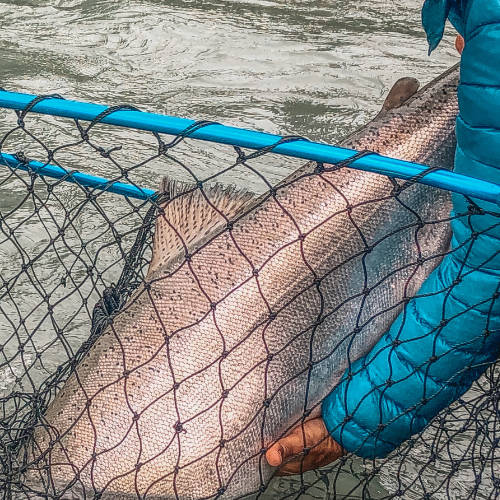 Kenai river King Salmon Alaska fishing Charter