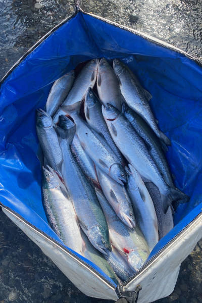 kasilof river sockeye salmon guided charter