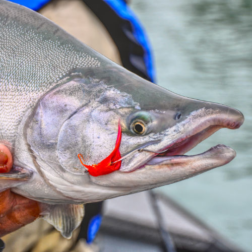 Alaska Pink Salmon Fishing Guide Service Kenai Drift Anglers