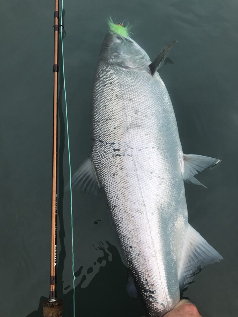 fly fishing for silver salmon kenai river guide