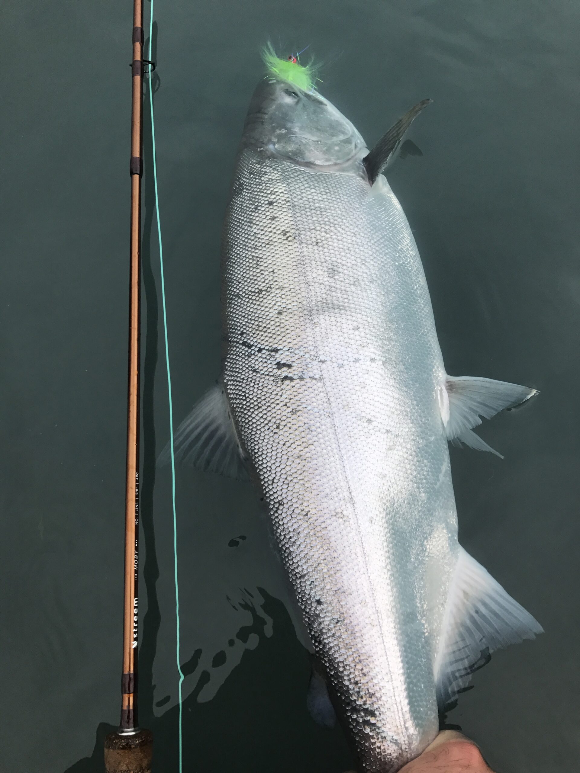 Silver Stream Line Fish Ultimate Guide To Silver Fishing In Alaska On The Kenai 2026